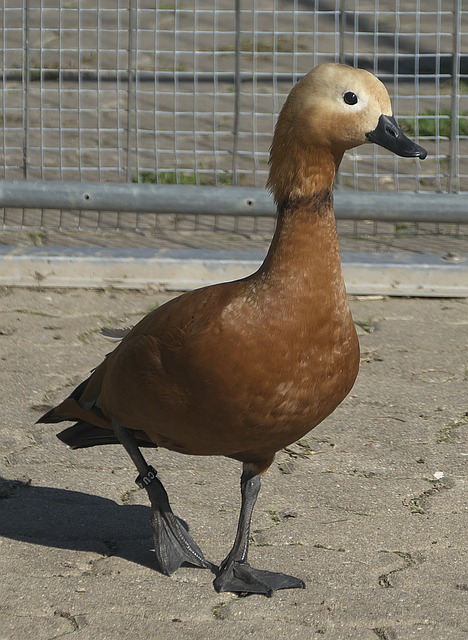 但它引发了 但它引发了